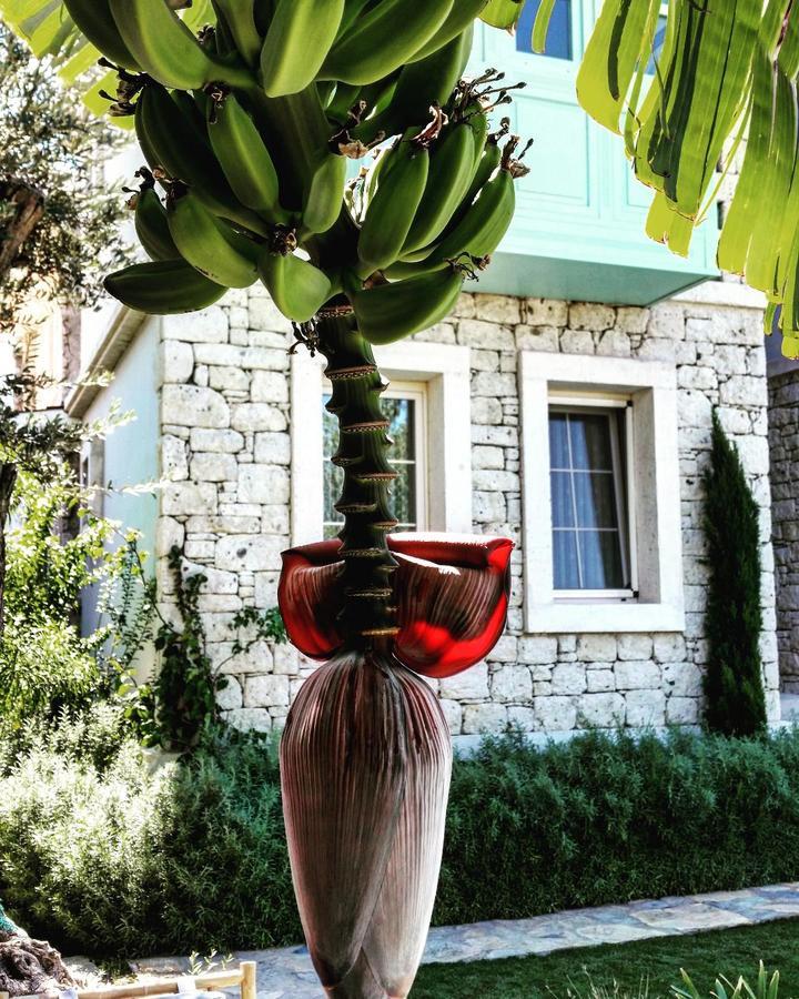 Cassiopeia Hotel Alaçatı Eksteriør bilde